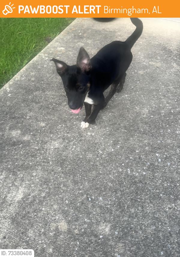 Found/Stray Unknown Dog last seen St John Drive, Birmingham, AL 35242