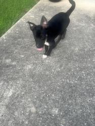 Found/Stray Unknown Dog last seen St John Drive, Birmingham, AL 35242