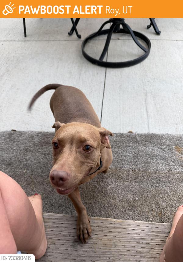 Found/Stray Female Dog last seen Airport, Roy, UT 84067