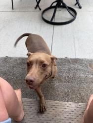 Found/Stray Female Dog last seen Airport, Roy, UT 84067