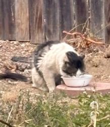 Found/Stray Unknown Cat last seen Near Ryan Elementary, Westminster, CO 80020