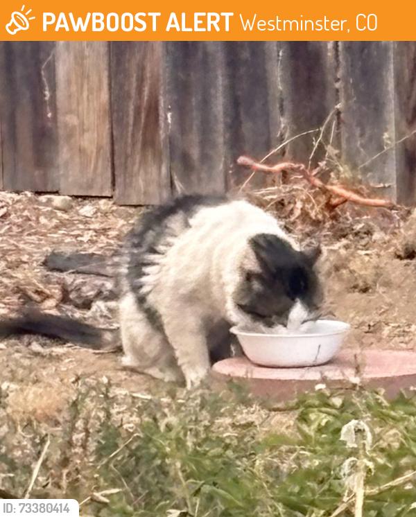 Found/Stray Unknown Cat last seen Near Ryan Elementary, Westminster, CO 80020