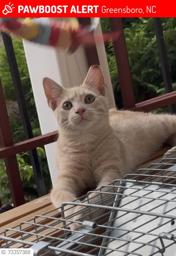 Lost Male Cat last seen Spencer Dixon Road, Woods of Terror, Greensboro, NC 27455