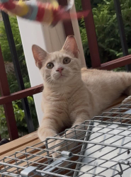 Lost Male Cat last seen Spencer Dixon Road, Woods of Terror, Greensboro, NC 27455