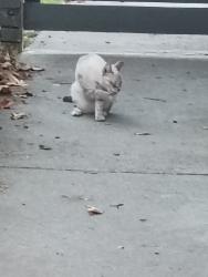 Lost Female Cat last seen Venice and Lincoln, Los Angeles, CA 90015