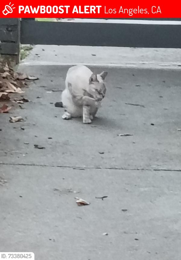 Lost Female Cat last seen Venice and Lincoln, Los Angeles, CA 90015