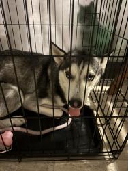 Found/Stray Female Dog last seen Coconut grove, Miami, FL 33133