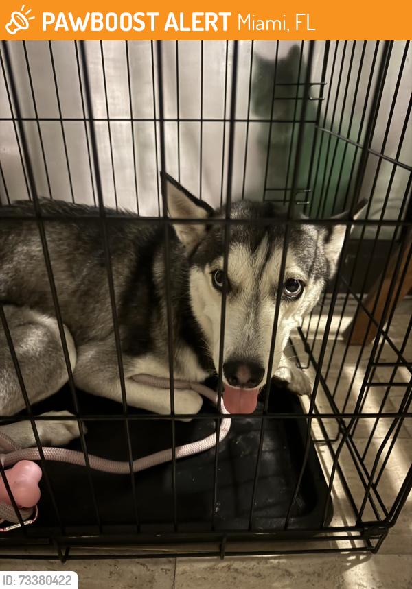 Found/Stray Female Dog last seen Coconut grove, Miami, FL 33133