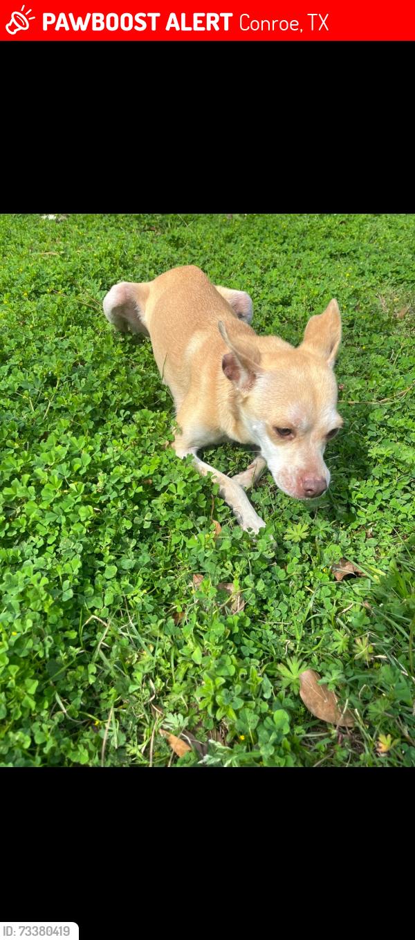 Lost Female Dog last seen Wiggins village park, Conroe, TX 77303