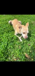 Lost Female Dog last seen Wiggins village park, Conroe, TX 77303