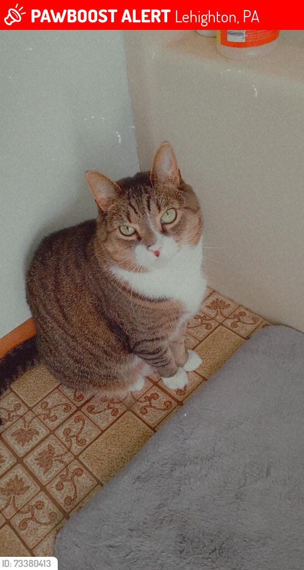 Lost Male Cat last seen Franklin road, Lehighton, PA 18235