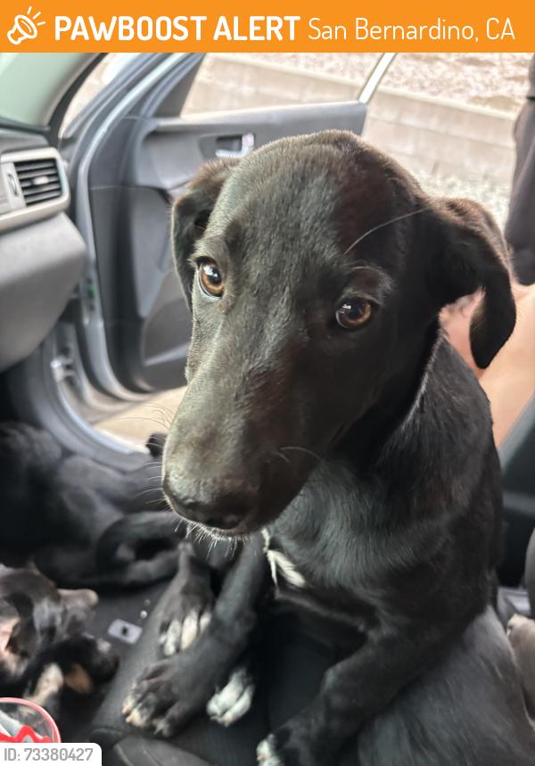 Found/Stray Unknown Dog last seen Conejo drive, San Bernardino, CA 92404