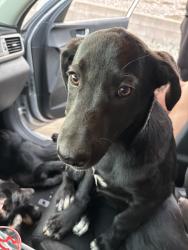 Found/Stray Unknown Dog last seen Conejo drive, San Bernardino, CA 92404
