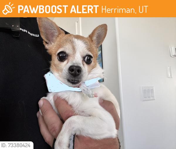 Found/Stray Female Dog last seen Near south 4200 west, Herriman, UT 84096