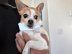 Found/Stray Female Dog last seen Near south 4200 west, Herriman, UT 84096