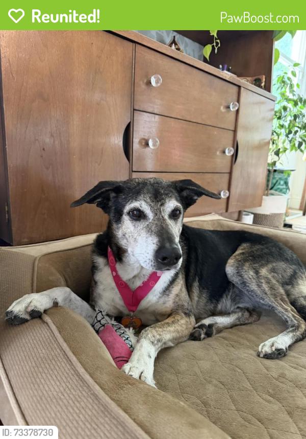 Reunited Male Dog last seen Near e 3000 s south salt lake by Fitz Park, Salt Lake City, UT 84106