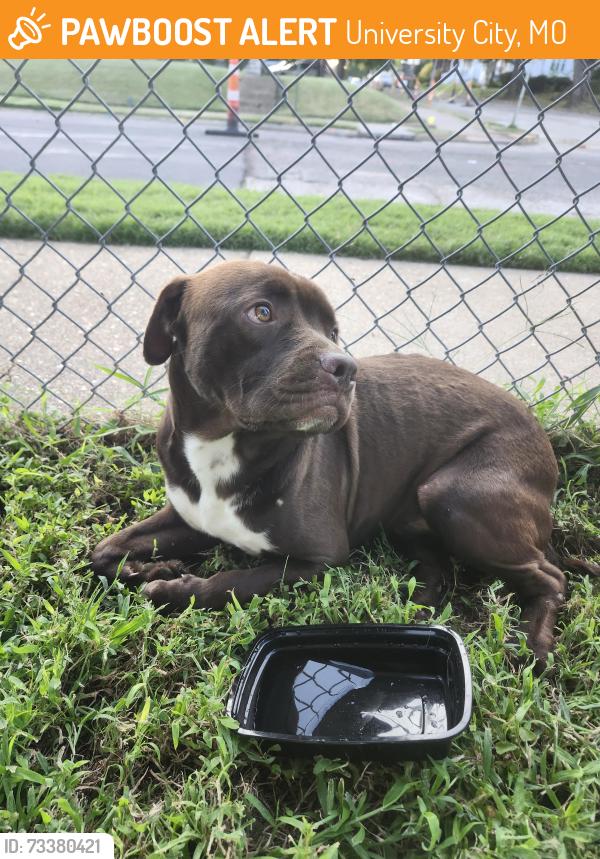 Found/Stray Male Dog last seen Ferguson, University City, MO 63130