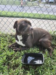 Found/Stray Male Dog last seen Ferguson, University City, MO 63130