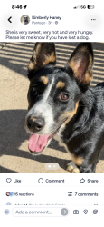 Lost Unknown Dog last seen Morada senior living park row bowen, Pantego, TX 76013