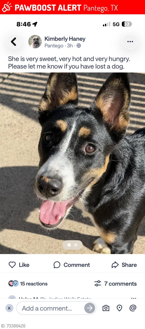 Lost Unknown Dog last seen Morada senior living park row bowen, Pantego, TX 76013