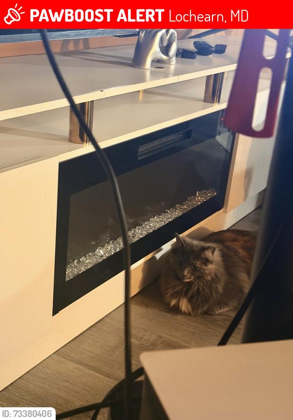 Lost Female Cat last seen Malus ct and lawnwood cir, Lochearn, MD 21207