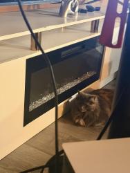 Lost Female Cat last seen Malus ct and lawnwood cir, Lochearn, MD 21207