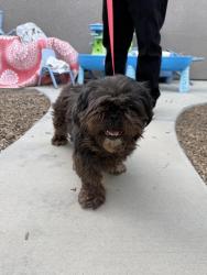 Found/Stray Female Dog last seen Flint Ave and 14th Ave Hanford Ca, Hanford, CA 93230