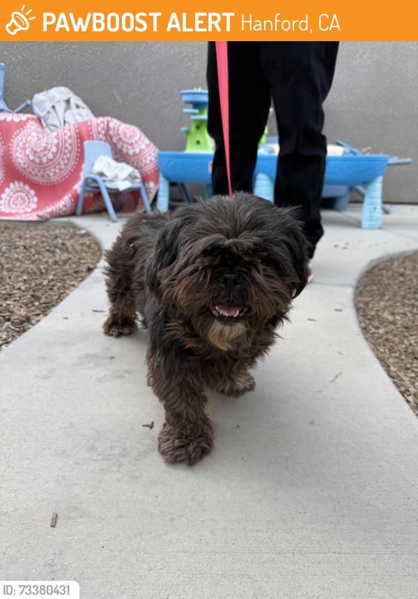 Found/Stray Female Dog last seen Flint Ave and 14th Ave Hanford Ca, Hanford, CA 93230
