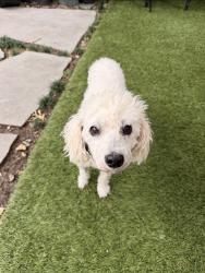 Lost Female Dog last seen Near S Country Club Rd, Garland, TX 75043, Garland, TX 75043