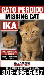 Lost Male Cat last seen Near sw 142 nd pl, Miami, FL 33186