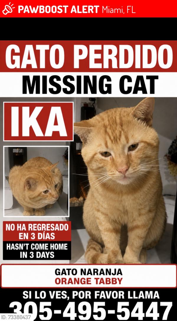 Lost Male Cat last seen Near sw 142 nd pl, Miami, FL 33186