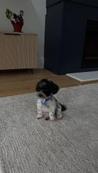 Lost Male Dog last seen Highway 81, Walton County, GA 30620
