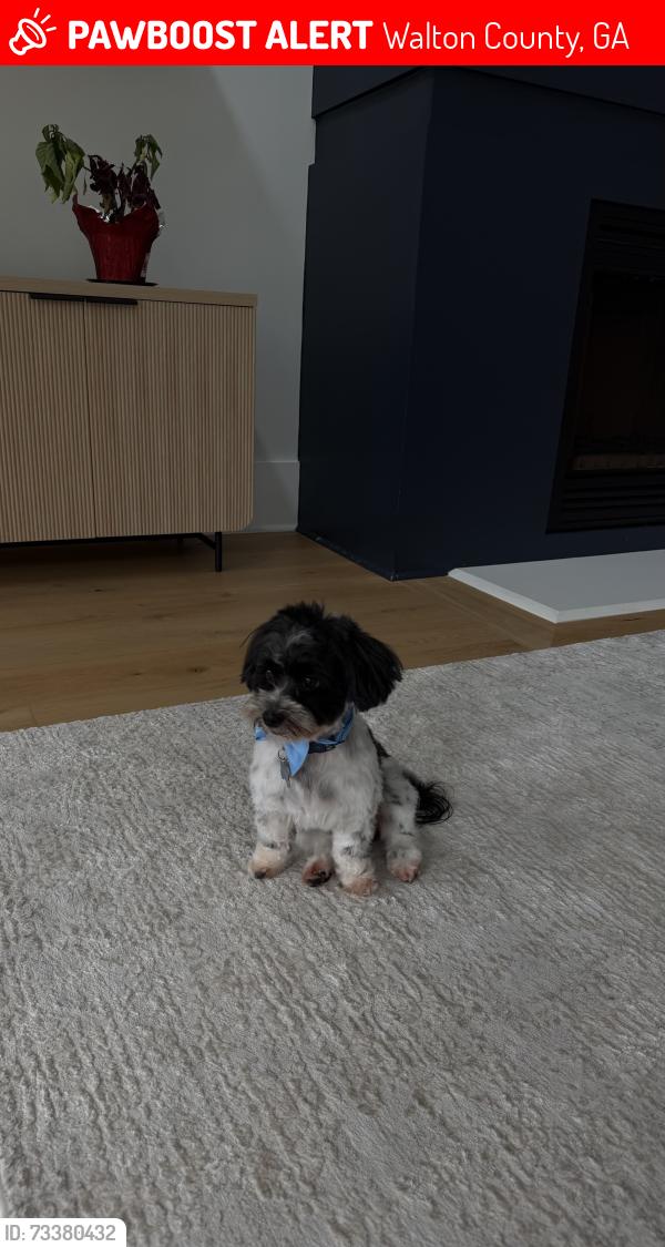 Lost Male Dog last seen Highway 81, Walton County, GA 30620
