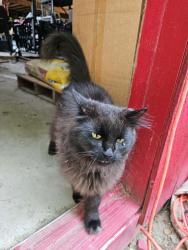 Lost Male Cat last seen Miller St, Middleborough, MA 02346