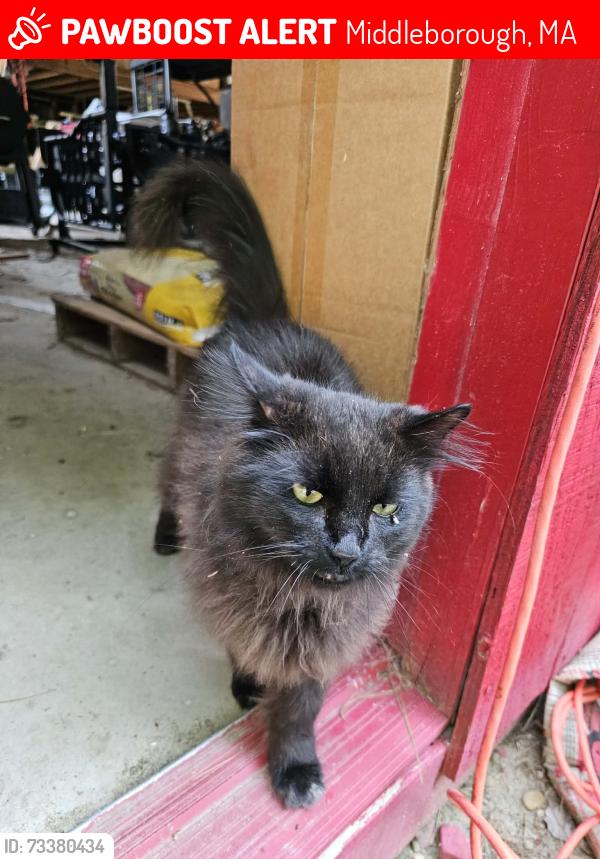 Lost Male Cat last seen Miller St, Middleborough, MA 02346
