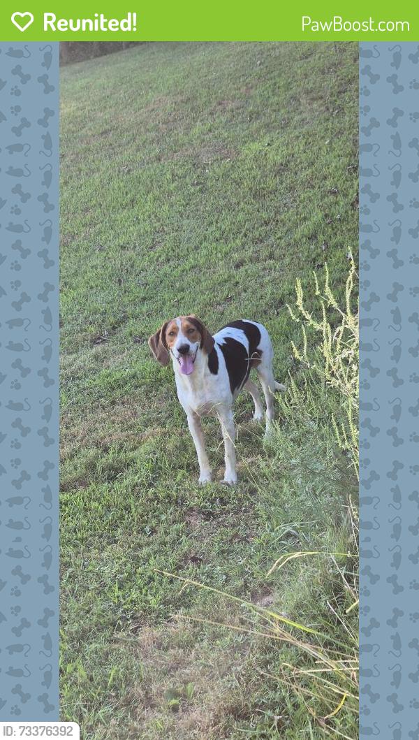 Reunited Male Dog last seen Boone Road, Rineyville, KY 40162