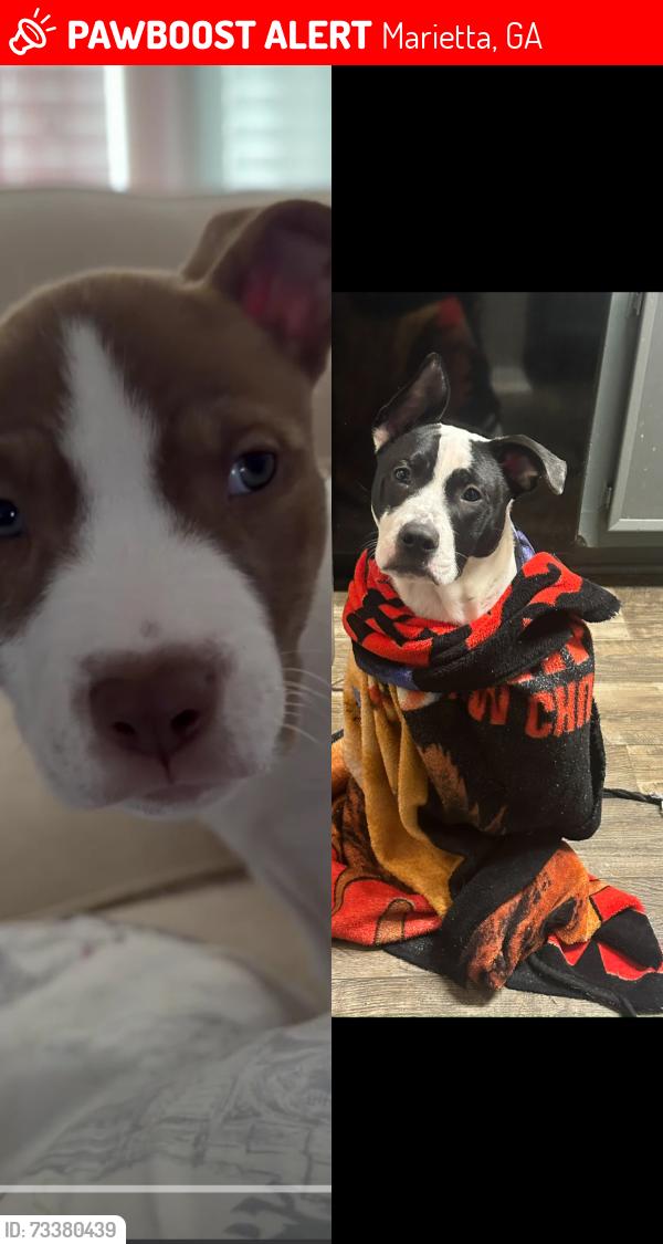 Lost Male Dog last seen Near Merritt park, Marietta, GA 30062