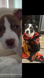 Lost Male Dog last seen Near Merritt park, Marietta, GA 30062