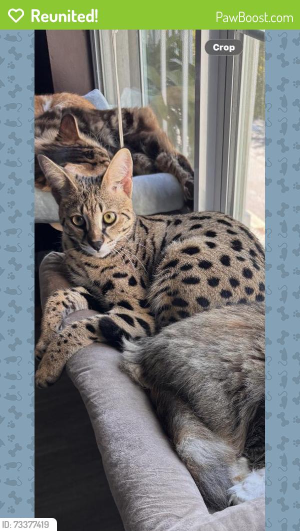 Reunited Male Cat last seen Near Bloods Grove Cir, Delray Beach, FL 33445, USA, Delray Beach, FL 33445