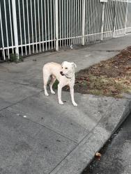 Found/Stray Male Dog last seen Last seen on W 38th Street and S Budlong Ave, Los Angeles, CA 90007