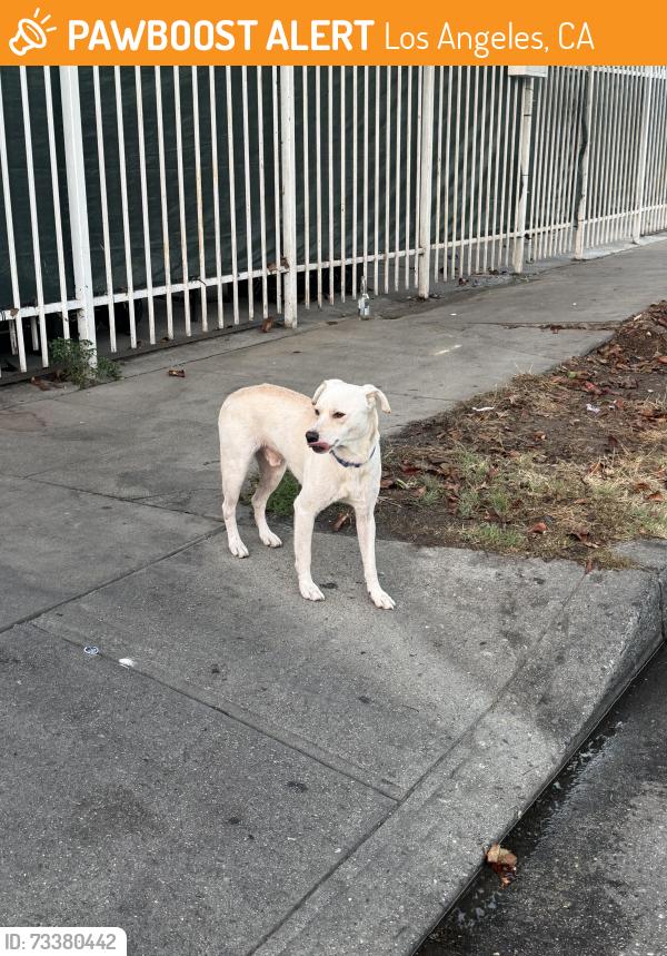 Found/Stray Male Dog last seen Last seen on W 38th Street and S Budlong Ave, Los Angeles, CA 90007