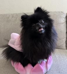 Reunited Female Dog last seen Near Ramish dr, San Jose, CA 95131