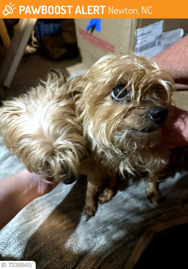 Found/Stray Female Dog last seen Shannonbrook drive, Newton, NC 28658