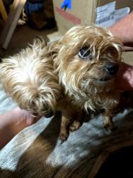 Found/Stray Female Dog last seen Shannonbrook drive, Newton, NC 28658