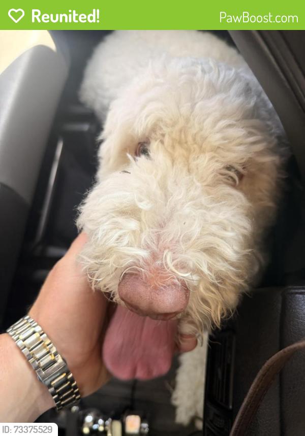 Reunited Unknown Dog last seen Rosecrans and Lytton, San Diego, CA 92110