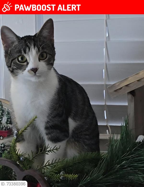Lost Female Cat last seen Jefferson Barracks, Lemay Township, MO 63125