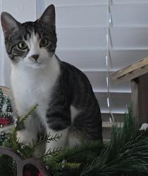 Lost Female Cat last seen Jefferson Barracks, Lemay Township, MO 63125