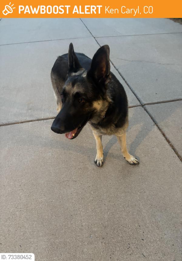 Found/Stray Male Dog last seen Chatfield Bluffs North Open Space, Ken Caryl, CO 80128
