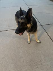 Found/Stray Male Dog last seen Chatfield Bluffs North Open Space, Ken Caryl, CO 80128