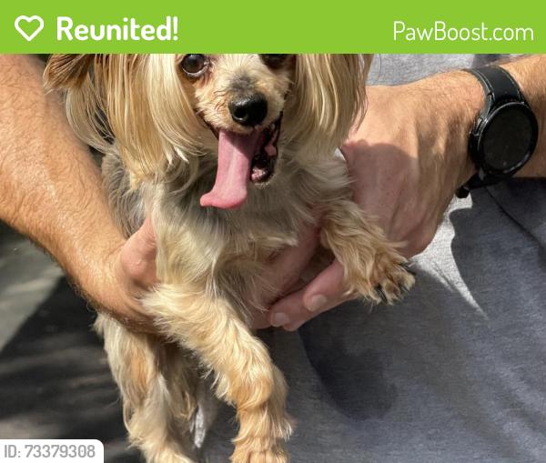 Reunited Female Dog last seen Vantage Dr Alexandria VA, Alexandria, VA 22306